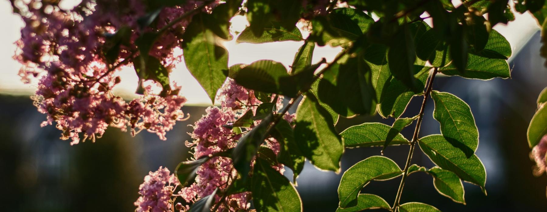 a close up of a tree with purple flowers