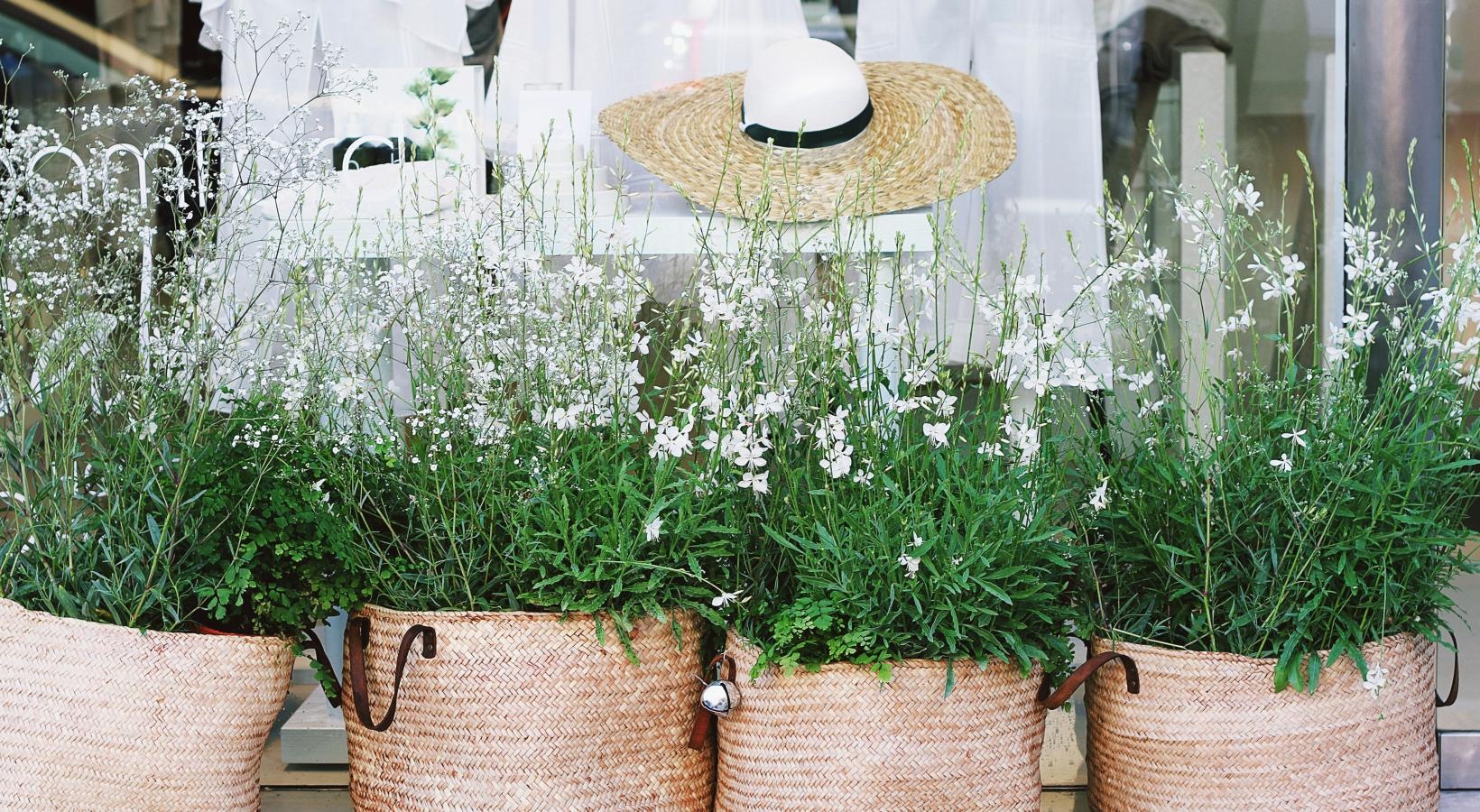 The essence of exceptional living a couple of potted plants