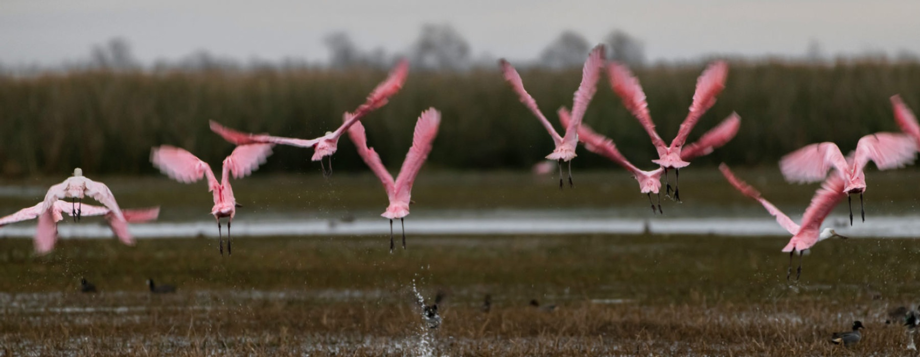 birds flying over river